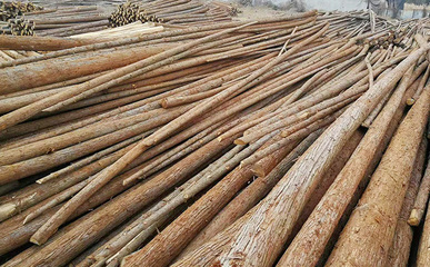 杉木樁批發是否能保證質量和服務?